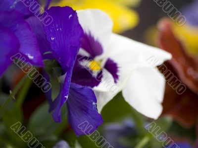 Blossoming flowers of Pansies