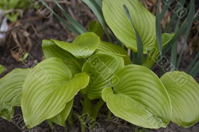 Plantain