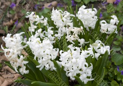 Blossoming Narcissus flowers