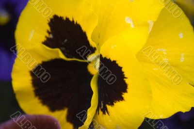 Blossoming flowers of Pansies