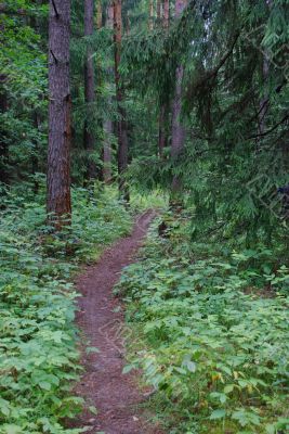 Footpath in a coniferous wood
