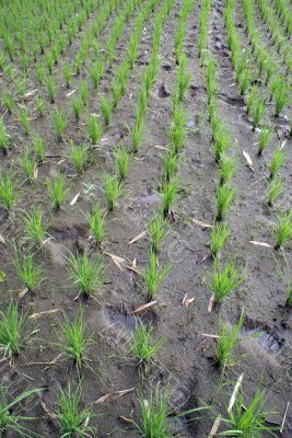 Rows Rows
