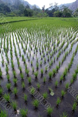 Rows and green rice