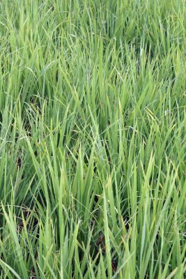 Green rice field Green rice field