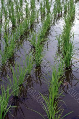 Rice field Rice field