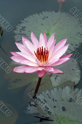 Pink lotus Pink lotus