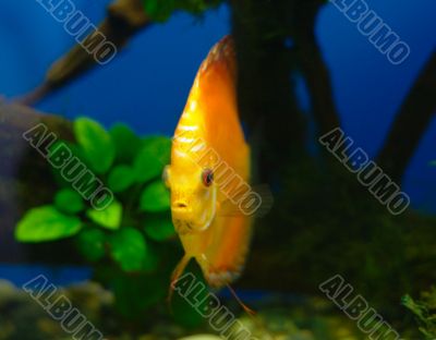 Orange discus fish in tank