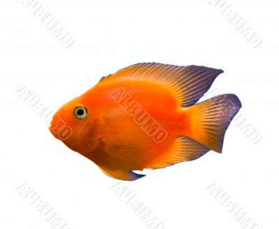gold fish isolated over white