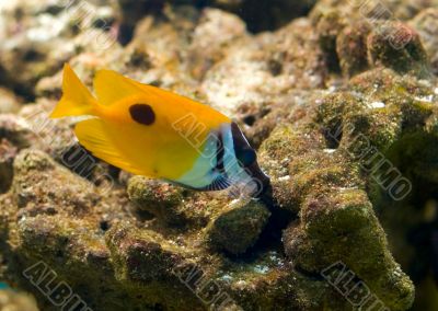 colorful tropical fish on a reef