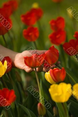 Red and Yellow Tulips Red and Yellow Tulips