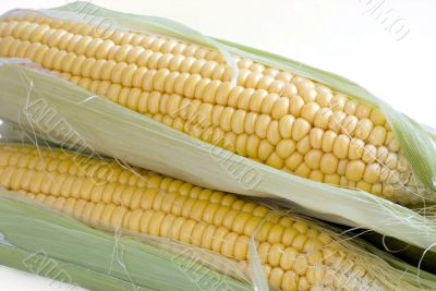 maize cob detail with green leaves