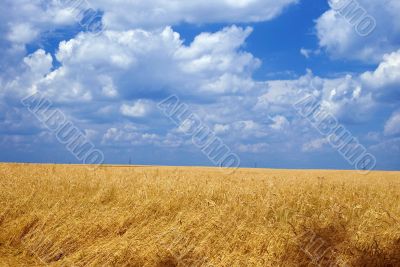 A photo of wheat in summertime
