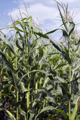 corn in field on the blue sky