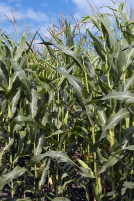 corn in field on the blue sky
