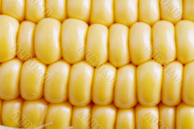 Corn Texture Background
