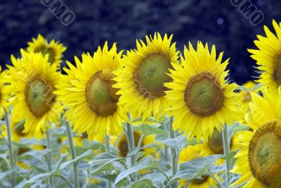 sunflowers