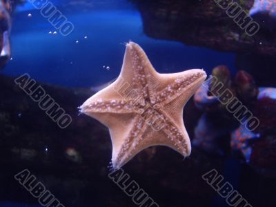 Starfish