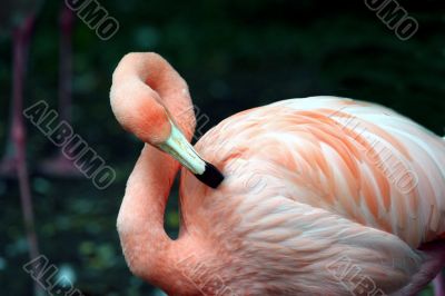 Pink flamingo preeening