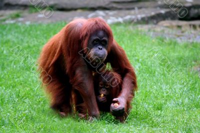 Orangutan with baby