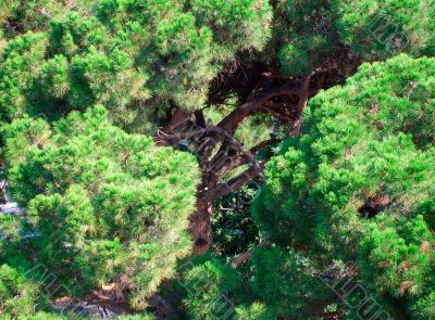 Aerial view of tree canopy