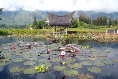 House and pond House and pond