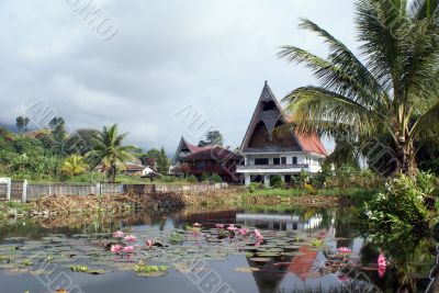 Lotus pond Lotus pond