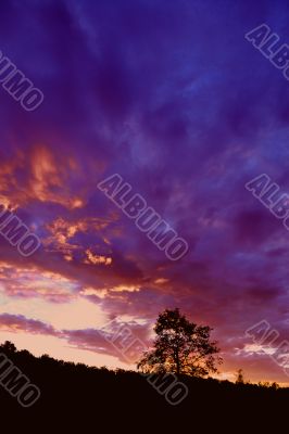 tree silhouette at sunset