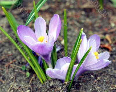 spring crocuses