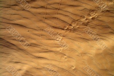 traces in a desert
