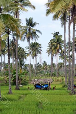 Green and palm trees Green and palm trees
