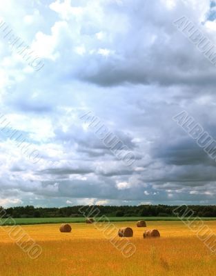 Field of straw bales on a sunny summer day 2