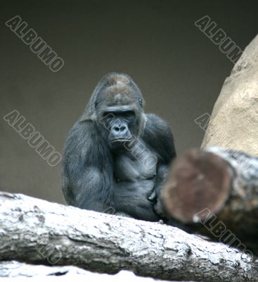 Gorilla Gorilla