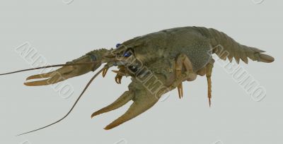  River crayfish