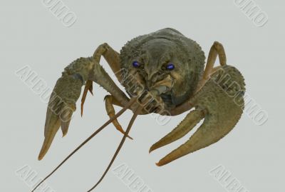 River crayfish