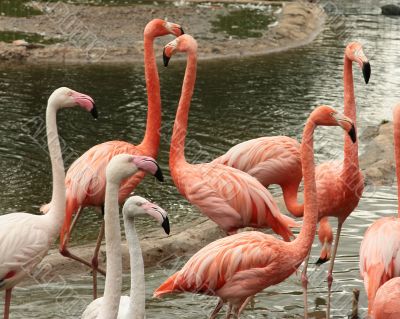 Pink and white  flamingos