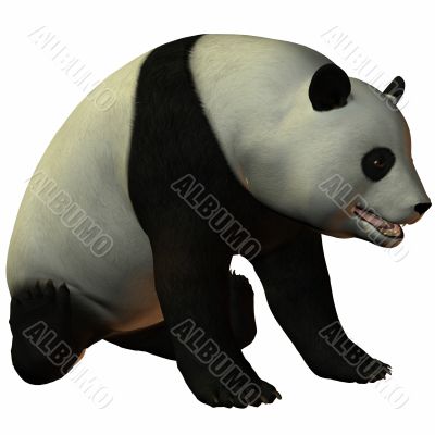 Toon Panda