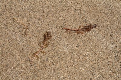 Water-plant on sand background