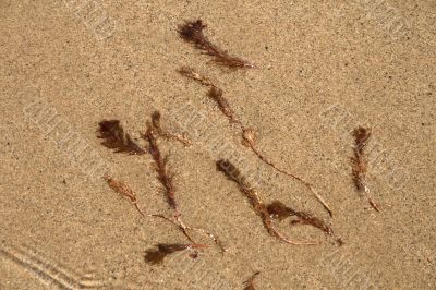 Water-plant on sand background