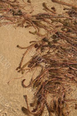 Water-plant on sand background