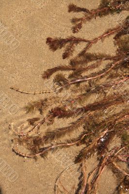 Water-plant on sand background