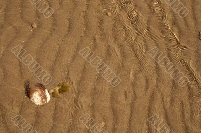 The shell on sand background