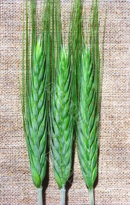 Three green spicas of rye