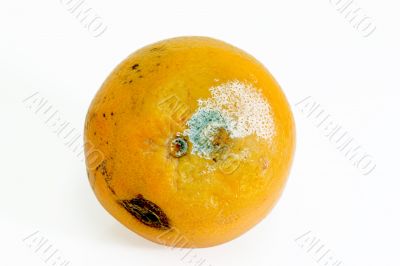 Mouldy orange