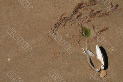 Water-plant and the shell