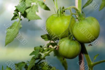 Tomatoes On The Vine Tomatoes On The Vine