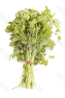 parsley on white