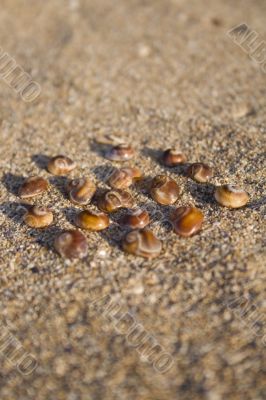 Sea shells in circle