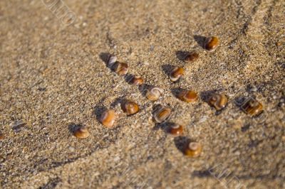 Sea shells in star