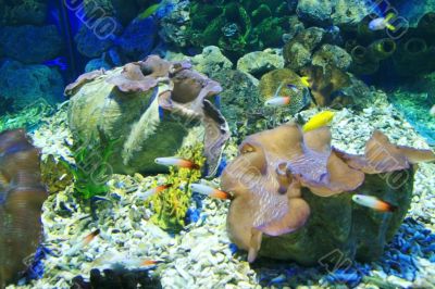 giant clams