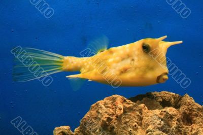 cow fish cow fish